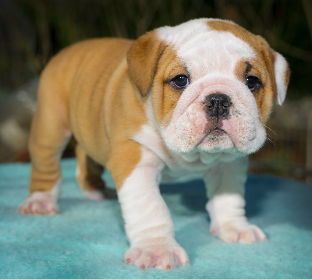 Des Eaux De Mars - Chiot disponible  - Bulldog Anglais