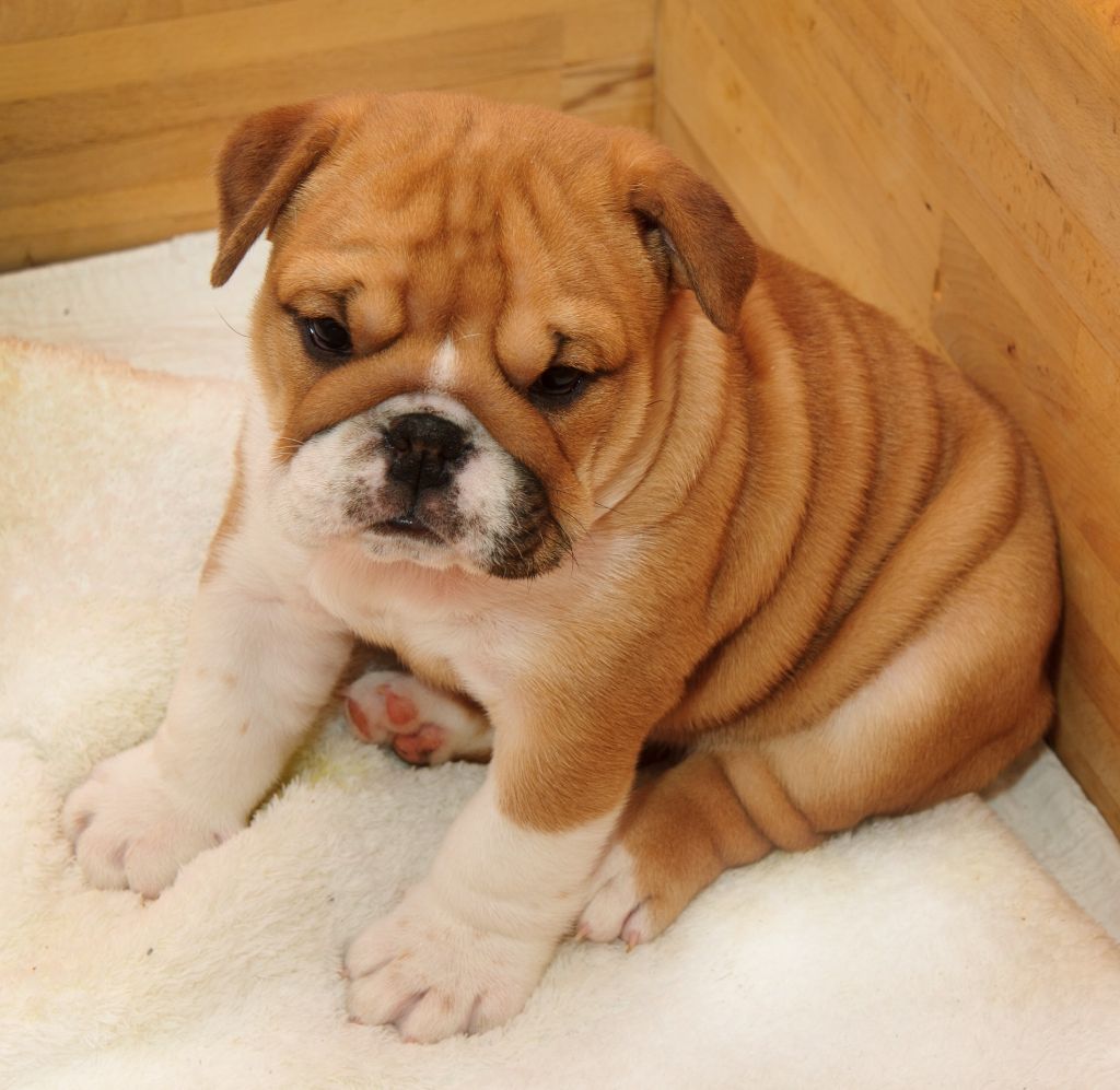 Des Eaux De Mars - Chiot disponible  - Bulldog Anglais