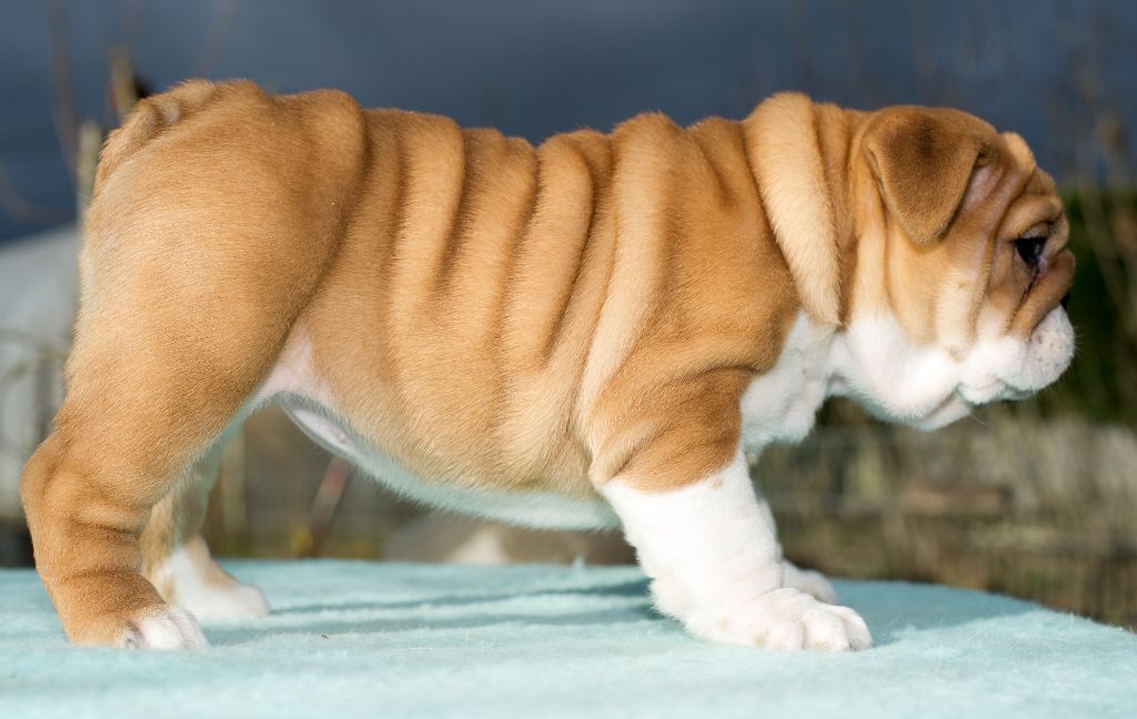 Des Eaux De Mars - Chiot disponible  - Bulldog Anglais