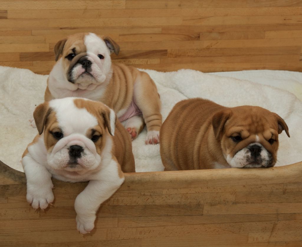 chiot Bulldog Anglais Des Eaux De Mars