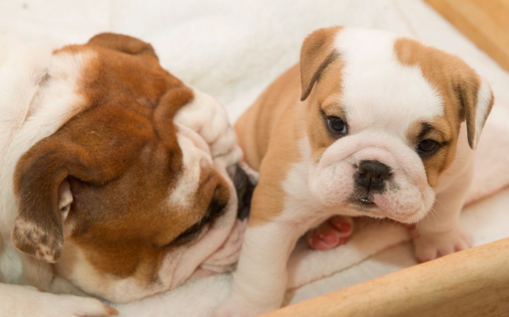 Des Eaux De Mars - Chiot disponible  - Bulldog Anglais