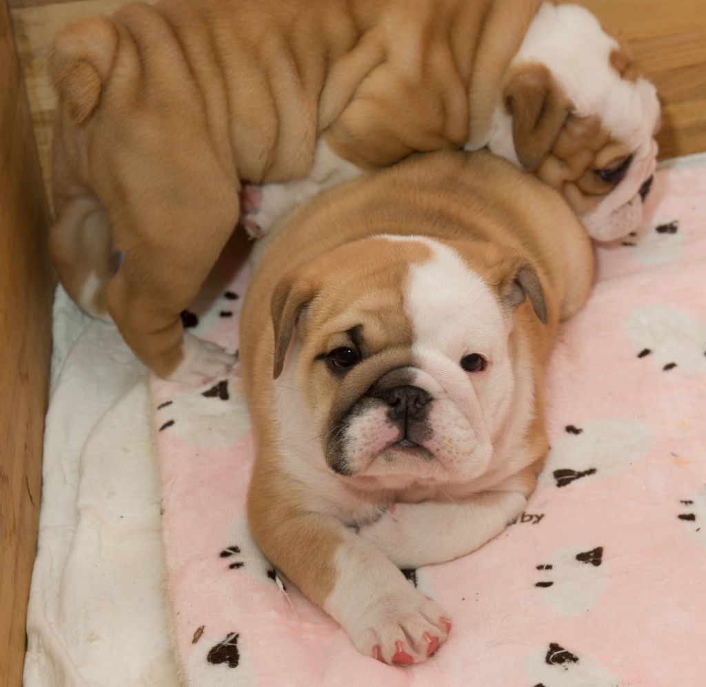 Des Eaux De Mars - Chiot disponible  - Bulldog Anglais